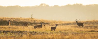 Kızıl geyik sürüsü Cervus elaphus gün batımında çiftleşme mevsiminde çiftleşir tepeler, tarlalar ve güzel bir günbatımı ile çiftleşir.