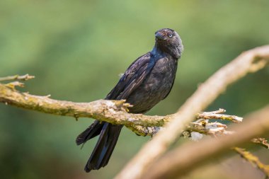Güneşli bir günde ağaçta tünemiş Coloeus Monedula adlı batı karga kuşunun yakın plan portresi.