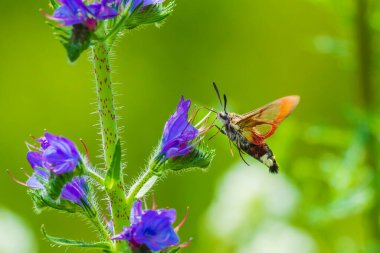 Uçarken, Echium vulgare yılanının böcek ilacı ve yaban otunun mor çiçekleriyle nektarı besleyen geniş kenarlı arı güvesi Hemaris fuciforis 'in yakın çekimi.