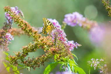 Papilio machaon, Eski Dünya kırlangıç kuyruğu, kelebek mor bir kelebek çalılığından nektar besliyor..