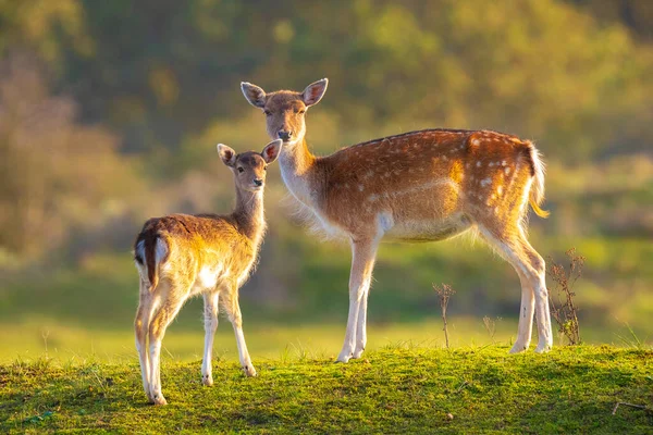 Damhirsch Dama Dama Rehkitz Der Herbstsaison Der Herbstnebel Und Die — Stockfoto