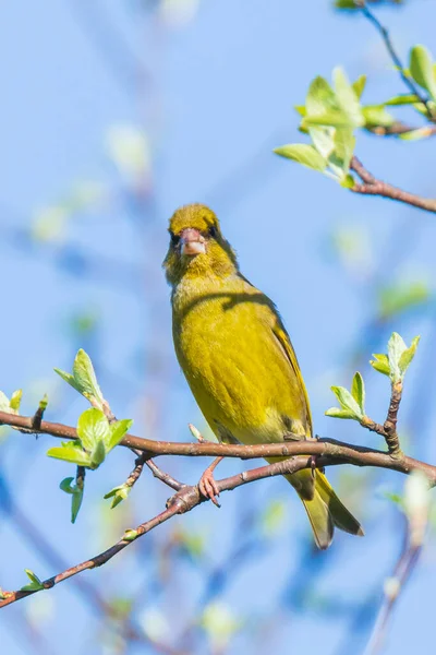 Colorido Greenfinch Pássaro Macho Cloro Cloro Cantando Primavera Céu Azul — Fotografia de Stock