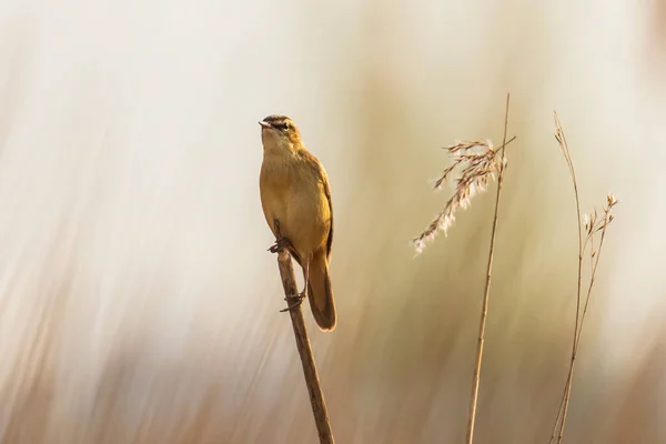 Primer Plano Pájaro Corneta Acrocephalus Schoenobaenus Cantando Para Atraer Una — Foto de Stock
