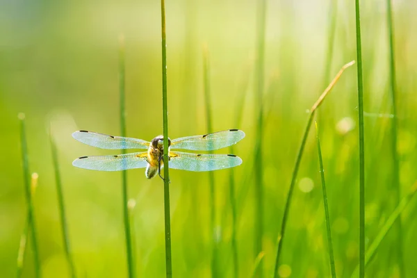 四斑猎手Libellula Quadrimaculata或四斑蜻蜓在绿色芦苇上晒太阳的特写 — 图库照片