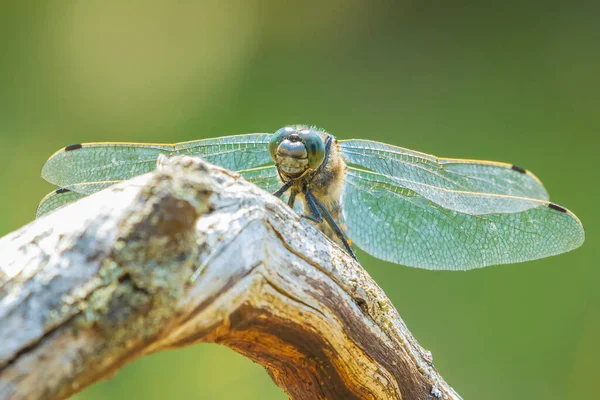 Orthetrum Cancellatum Uma Libélula Europa Ásia Uma Espécie Masculina Está — Fotografia de Stock