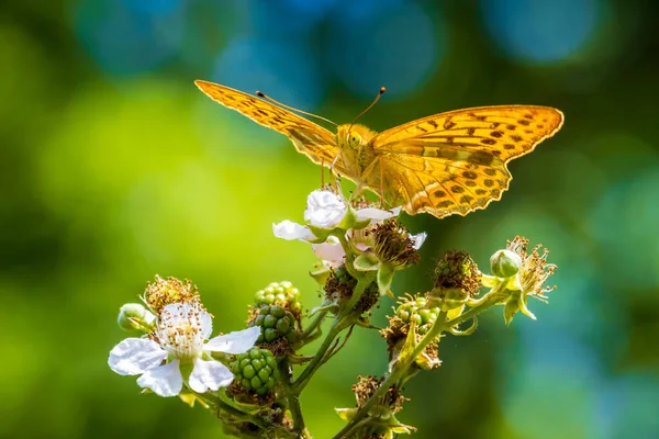 Closeup of a Silver-washed fritillary butterfly, Argynnis paphia,. This specie extinct in Holland but is making a comeback the last years due to climate change.