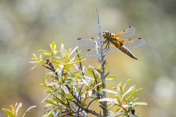 Крупный План Четырехпятнистого Преследователя Libellula Quadrimaculata Четырехпятнистой Стрекозы Отдыхающей Солнечным — стоковое фото