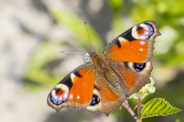 Aglais Borboleta Pavão Descansando Prado Vista Traseira Asas Abertas — Fotografia de Stock