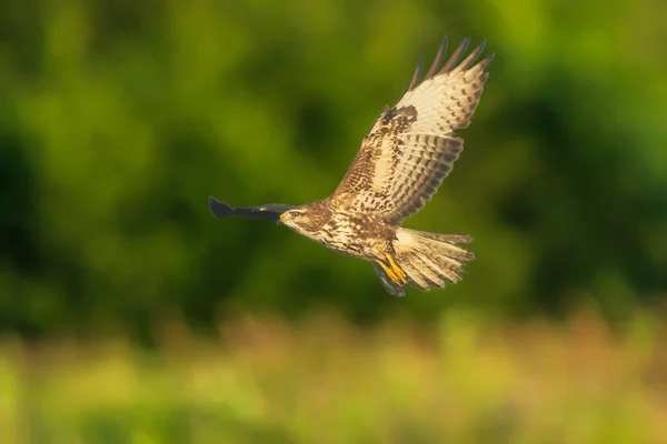 Close Van Een Gewone Buizerd Buteo Buteo Roofvogel Vlucht Landen — Stockfoto