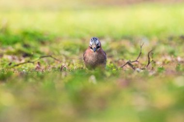 Avrasyalı kuş Garrulus glandarius otlakta böcekleri beslemek için araştırma yapıyor.