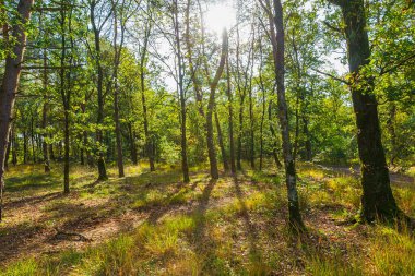 Güz mevsiminde güzel bir ormanın geniş açı görüntüsü. Ağaçların arasından geçen güneş ışığı ve orman zeminindeki vahşi bitki örtüsü.