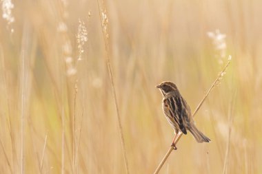 Alelade bir sazlık kiraz kuşu Emberiza schoeniclus dişisi kamış tüyü Phragmites australis 'de şarkı söylüyor. Bahar mevsimi güzel gün batımı