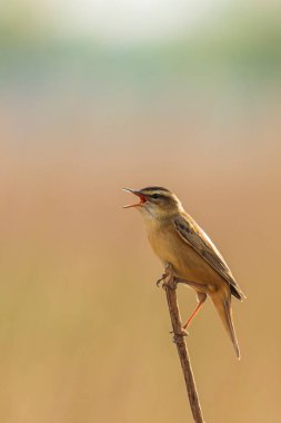 Sedge Warbler kuşuna yakın olan Acrocephalus schoenobaenus üreme mevsiminde bir dişiyi cezbetmek için şarkı söyler.