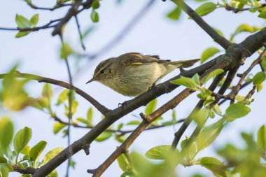Söğüt bülbülü Phylloscopus trochilus 'un yakın çekimi, güzel bir yaz akşamında yeşil, canlı bir arka planda yumuşak bir ışık ile şarkı söylüyor..