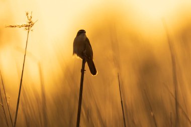 Sedge Warbler kuşuna yakın olan Acrocephalus schoenobaenus üreme mevsiminde bir dişiyi cezbetmek için şarkı söyler.