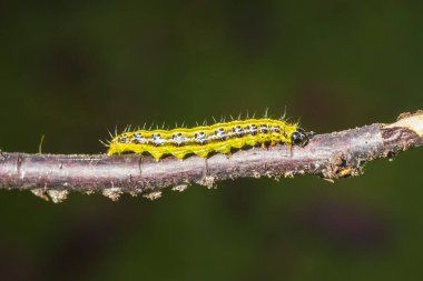 Kutu ağacı güvesi tırtılı, Cydalima perspektifi, yapraklarla besleniyor. Avrupa 'da istilacı bir tür ve en iyi bahçe haşeresi oldu..
