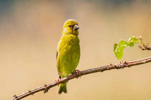 Buntes Grünfinken Vogelmännchen Chloris Chloris Singt Frühling — Stockfoto