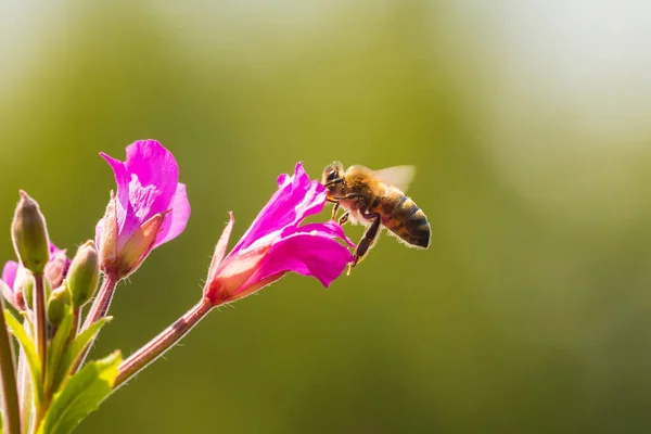 欧米のミツバチやヨーロッパのミツバチ Apis Mellifera の蜜を食べるピンクの大きな毛深い野生のエピロビウムのヒルトゥムの花 — ストック写真