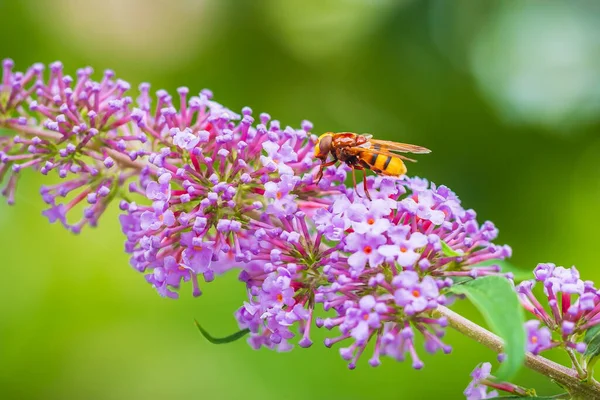 金银花 大黄蜂模仿的空中飞舞 用紫色的佛教大丽花喂花蜜 — 图库照片