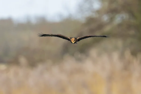 Západní Močál Circus Aeruginosus Dravý Pták Při Hledání Lovu Nad — Stock fotografie