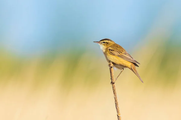 Eurasian Reed Warbler Acrocephalus Scirpaceus Bird Singing Reeds Sunrise Springtime — Stock Photo, Image