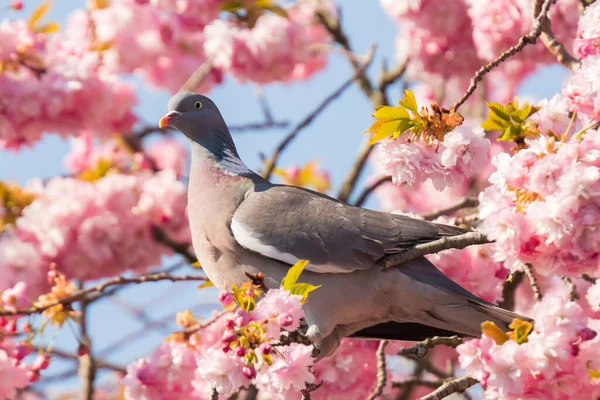 一只木鸽的特写镜头 圆柱形棕榈 栖息在一棵树上 在春季采花 — 图库照片