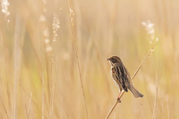 스콜라엔 Emberiza Scheeniclus 암컷이 갈대로 Plume Phragmites Australis 노래하는 아름다운 — 스톡 사진