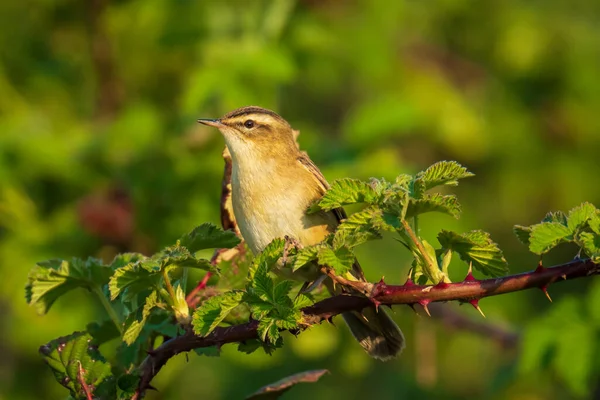 Närbild Sedge Warbler Fågel Acrocephalus Schoenobaenus Sjunga För Att Locka — Stockfoto