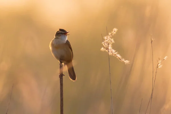 Närbild Sedge Warbler Fågel Acrocephalus Schoenobaenus Sjunga För Att Locka — Stockfoto