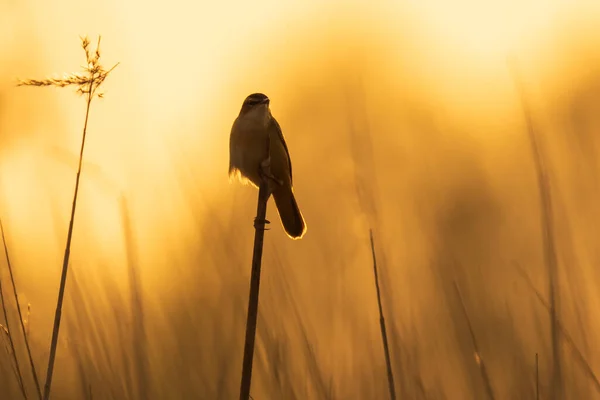 Närbild Sedge Warbler Fågel Acrocephalus Schoenobaenus Sjunga För Att Locka — Stockfoto