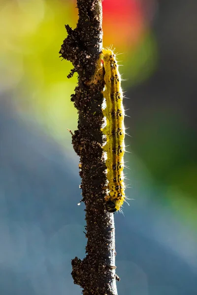 ボックスツリーの蛾の冬虫夏草の閉鎖 Cydalima展望台 葉の上で餌 ヨーロッパの侵入種でトップの庭の害虫にランクされています — ストック写真