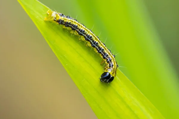 Närbild Box Träd Mal Larv Cydalima Perspectalis Livnär Sig Blad — Stockfoto