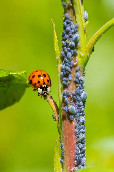 Ladybug Lieveheersbeestje Dat Zich Voedt Met Aphid Frisse Levendige Kleuren — Stockfoto