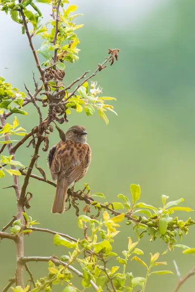 Primer Plano Dunnock Prunella Modularis Pájaro Una Exhibición Árboles Cantando —  Fotos de Stock