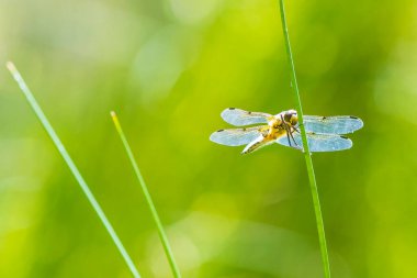 Dört noktalı kovalayıcının yakın çekimi, Libellula kuadrimaculata, ya da yeşil sazlıklarda dinlenen dört noktalı yusufçuk..