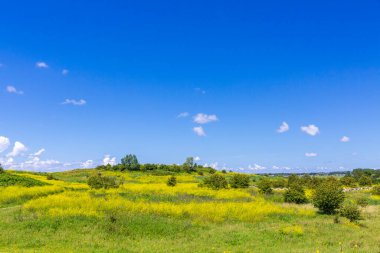 Yaz mevsiminde mavi gökyüzünün altında güzel sarı renkli tarlalar. Alım Parkı Hayvanat Bahçesi, Hollanda