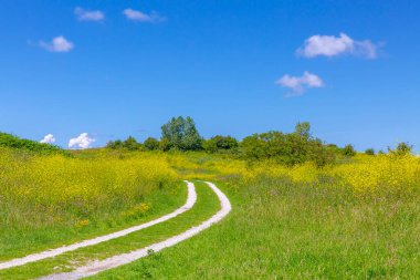 Yaz mevsiminde mavi gökyüzünün altında güzel sarı renkli tarlalar. Alım Parkı Hayvanat Bahçesi, Hollanda