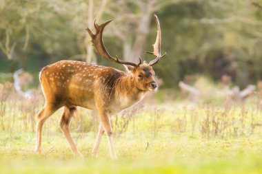 Fallow geyiği Dama Dama geyiği ormanda yürüyor. Doğa renkleri arka planda açıkça görülebilir, seçici odak kullanılır.