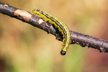 Kutu ağacı güvesi tırtılı, Cydalima perspektifi, yapraklarla besleniyor. Avrupa 'da istilacı bir tür ve en iyi bahçe haşeresi oldu..