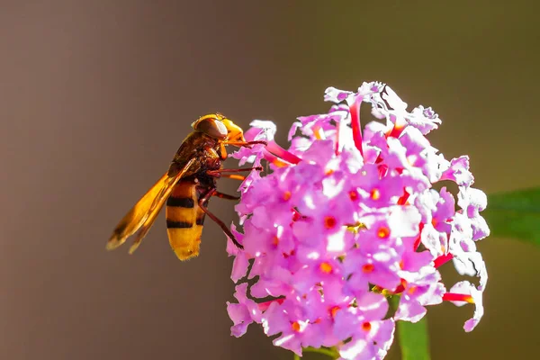 Volucella Zonaria Frelon Imite Hoverfly Nourrissant Nectar Sur Les Fleurs — Photo