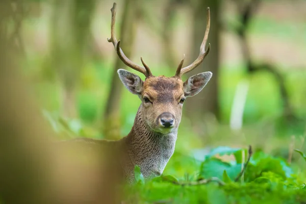 Cervo Dama Dama Cervo Passeggiando Una Foresta Colori Della Natura — Foto Stock