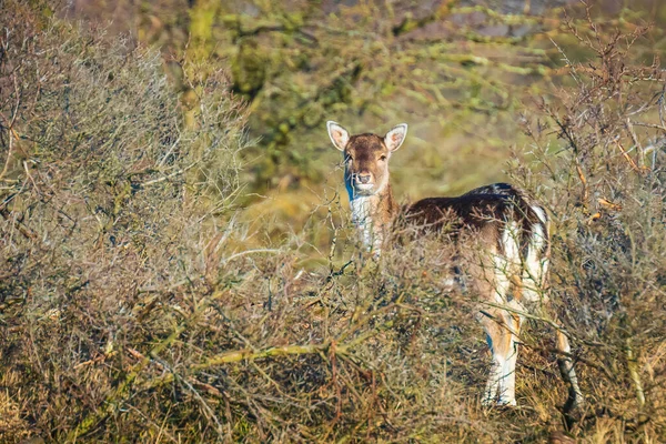 Ciervo Poca Profundidad Dama Dama Cervatillo Temporada Otoño Niebla Otoño — Foto de Stock