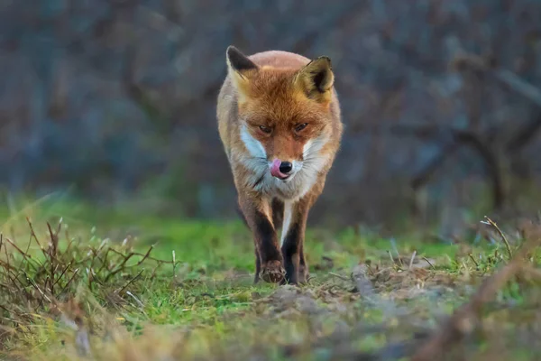 Wilde Rode Vos Vulpes Vulpes Scavenging — Stockfoto