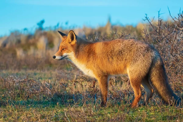 Detailní Záběr Divoké Červené Lišky Vulpes Vulpes Úklid Během Krásného — Stock fotografie