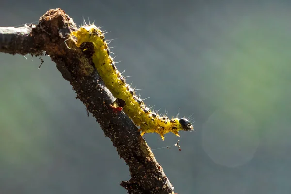 Closeup Box Tree Moth Caterpillar Cydalima Perspectalis Feeding Leaves Invasive — Stock Photo, Image