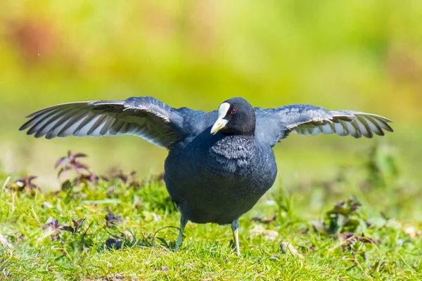 Coot Eurasiano Fulica Atra Forrageando Grama Verde Asas Preparação Limpeza — Fotografia de Stock