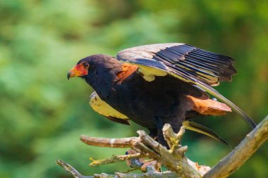 Avcı kuş Terathopius Ecudatus Kartalı 'nın yakın çekimi, açık kanatları olan bir dala tünemişti. Zimbabwe 'nin ulusal amblemi