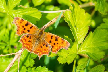 Virgül Kelebeği Polygonia c-albümü güneş ışığında otlakta dinleniyor. Kanatları açık, üst görünümü açık.
