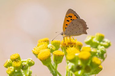 Sarı çiçeklerle beslenen küçük ya da yaygın bir bakır kelebeğine yakın çekim