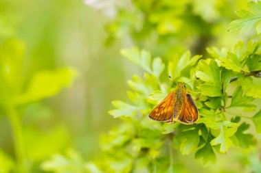 Yeşil bir yaprağın üzerinde dinlenen büyük bir kaptan Ochlodes Sylvanus Kelebeği..